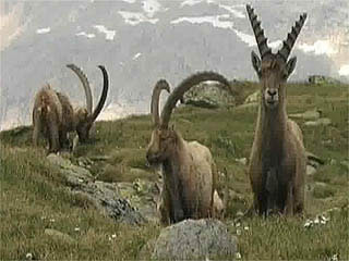 صور Bormio, Nature ألطَّقص